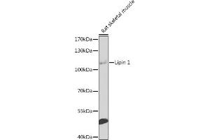 Western blot analysis of extracts of rat skeletal muscle, using Lipin 1 antibody  at 1:1000 dilution.