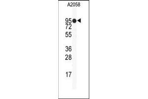 Image no. 1 for anti-Heat Shock Protein 90kDa alpha (Cytosolic), Class B Member 1 (HSP90AB1) (Middle Region) antibody (ABIN360230) (HSP90AB1 Antikörper  (Middle Region))