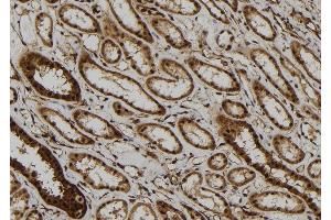 ABIN6277454 at 1/100 staining Human kidney tissue by IHC-P. (PPP2CB Antikörper  (C-Term))