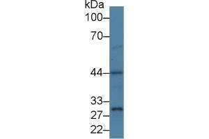 Western Blotting (WB) image for anti-Proteasome (Prosome, Macropain) 26S Subunit, Non-ATPase, 6 (PSMD6) (AA 1-389) antibody (ABIN7443659)
