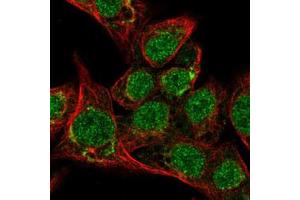 Immunofluorescent staining of HepG2 with SEPP1 polyclonal antibody  (Green) shows localization to nucleus and the Golgi apparatus.