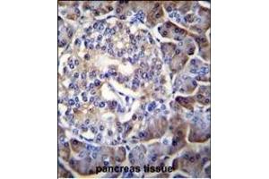 HIP1R Antibody (N-term) (ABIN655061 and ABIN2844690) immunohistochemistry analysis in formalin fixed and paraffin embedded human pancreas tissue followed by peroxidase conjugation of the secondary antibody and DAB staining.