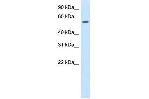 WB Suggested Anti-HDAC1 Antibody Titration: 1.
