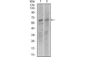 Western blot analysis using KEAP1 mouse mAb against NIH3T3 (1), and A549 (2) cell lysate.