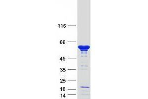 Validation with Western Blot (NAP1L1 Protein (Transcript Variant 1) (Myc-DYKDDDDK Tag))