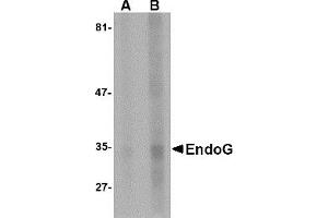 Western Blotting (WB) image for anti-Endonuclease G (ENDOG) antibody (ABIN1031748) (Endonuclease G Antikörper)