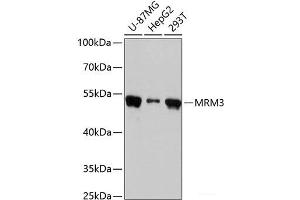 Western blot analysis of extracts of various cell lines using MRM3 Polyclonal Antibody at dilution of 1:3000. (RNMTL1 Antikörper)