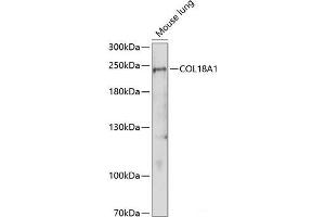 Western blot analysis of extracts of Mouse lung using COL18A1 Polyclonal Antibody at dilution of 1:1000. (COL18A1 Antikörper)