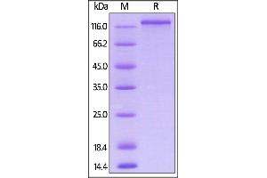 Mouse NRP1, Mouse IgG2a Fc Tag, low endotoxin on  under reducing (R) condition. (Neuropilin 1 Protein (NRP1) (AA 22-856) (Fc Tag))
