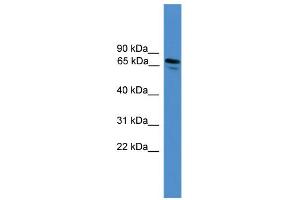 Western Blotting (WB) image for anti-Neuropilin 1 (NRP1) (N-Term) antibody (ABIN2787936)