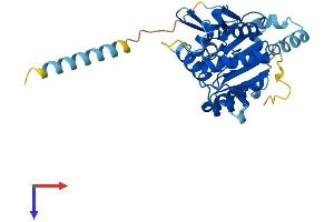 C1GALT1C1 Protein (AA 1-318) (His tag)