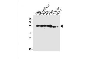 All lanes : Anti-TUBB6 Antibody (Center) at 1:2000 dilution Lane 1: K562 whole cell lysate Lane 2: MDA-MB-231 whole cell lysate Lane 3: Hela whole cell lysate Lane 4: A431 whole cell lysate Lane 5: A549 whole cell lysate Lane 6: U-251MG whole cell lysate Lane 7: MCF-7 whole cell lysate Lysates/proteins at 20 μg per lane. (TUBb6 Antikörper  (AA 139-166))