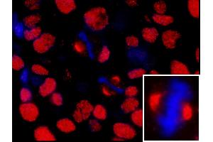 Immunofluorescence (IF) image for anti-Nuclear Mitotic Apparatus Protein 1 (NUMA1) (AA 900-950) antibody (ABIN7448994) (NUMA1 Antikörper  (AA 900-950))