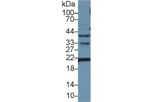 Western Blotting (WB) image for anti-Apolipoprotein M (APOM) (AA 20-190) antibody (ABIN7437104)