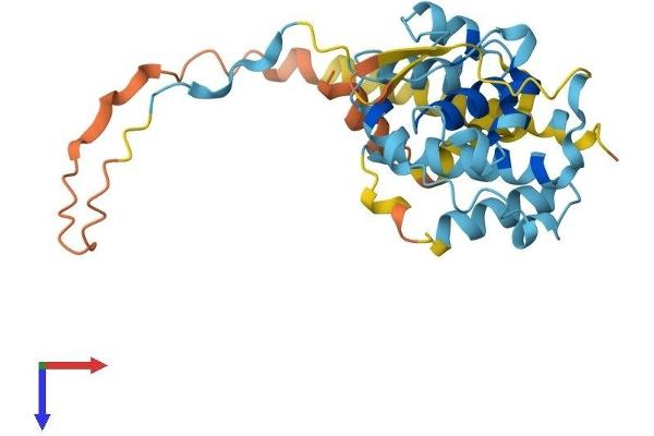 EBLN2 Protein (AA 1-272) (His tag)
