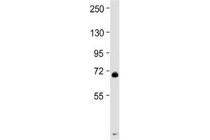 Western blot testing of mouse spleen tissue lysate with MPL antibody at 1:2000. (MPL Antikörper  (AA 514-546))
