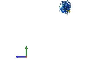 Protein Structure (PS) image for Four and A Half LIM Domains 5 (FHL5) (AA 1-284) protein (His tag) (ABIN7547681)