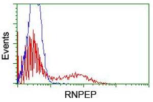 HEK293T cells transfected with either RC200756 overexpress plasmid (Red) or empty vector control plasmid (Blue) were immunostained by anti-RNPEP antibody (ABIN2455312), and then analyzed by flow cytometry. (RNPEP Antikörper)