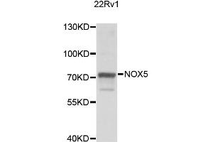 Western blot analysis of extracts of 22Rv1 cells, using NOX5 antibody (ABIN2564190) at 1:1000 dilution. (NOX5 Antikörper)