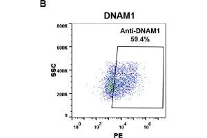 Flow Cytometry (FACS) image for anti-CD226 (CD226) (AA 19-247) antibody (ABIN7092896) (CD226 Antikörper  (AA 19-247))