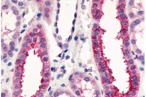 Anti-VN1R1 antibody  ABIN1049463 IHC staining of human kidney, renal tubules. (VN1R1 Antikörper  (C-Term))