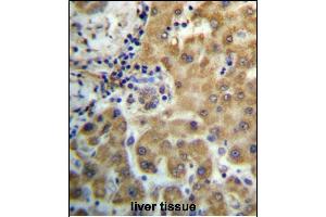 TRIM4 Antibody (N-term) (ABIN657212 and ABIN2846322) immunohistochemistry analysis in formalin fixed and paraffin embedded human liver tissue followed by peroxidase conjugation of the secondary antibody and DAB staining. (TRIM4 Antikörper  (N-Term))