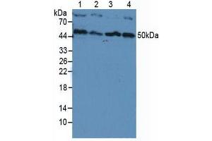 Western blot analysis of (1) Human HeLa cells, (2) Human HepG2 Cells, (3) Human Jurkat Cells and (4) Human K-562 Cells. (PIK3CB Antikörper  (AA 321-507))