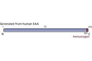 Image no. 2 for anti-Solute Carrier Family 1 (Glial High Affinity Glutamate Transporter), Member 2 (SLC1A2) (AA 562-574) antibody (ABIN968626) (SLC1A2 Antikörper  (AA 562-574))
