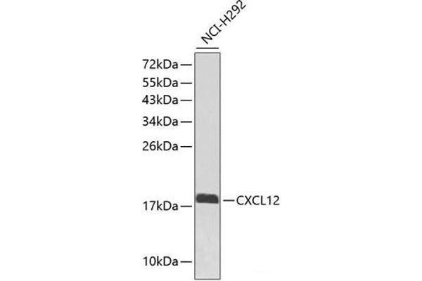 CXCL12 Antikörper