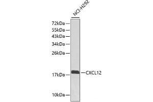 Western blot analysis of extracts of NCI-H292 cells using CXCL12 Polyclonal Antibody. (CXCL12 Antikörper)