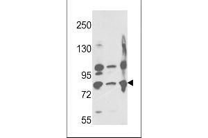 Western blot analysis of Neprilysin Antibody (C-term) (ABIN391499 and ABIN2841464) in ,,Ramos cell line lysates (35 μg/lane).