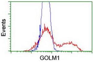 Image no. 1 for anti-Golgi Membrane Protein 1 (GOLM1) antibody (ABIN1498492)