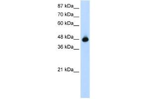 WB Suggested Anti-GTPBP9 Antibody Titration:  1. (OLA1 Antikörper  (N-Term))