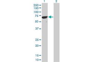 Western Blot analysis of PPP1R16B expression in transfected 293T cell line by PPP1R16B MaxPab polyclonal antibody. (PPP1R16B Antikörper  (AA 1-567))
