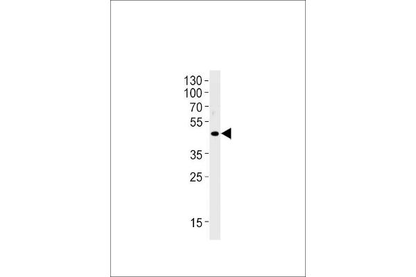 OR51E1 Antikörper  (C-Term)