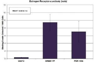 Estrogen Receptor-α antibody (mAb) tested by ChIP. (Estrogen Receptor alpha Antikörper  (C-Term))