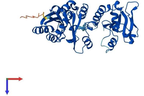 B3GNTL1 Protein (AA 1-357) (His tag)