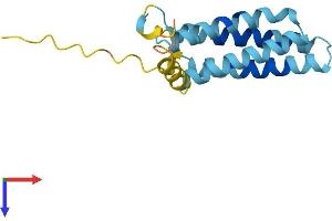 PLP2 Protein (AA 1-152) (His tag)