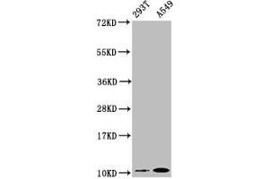 Western Blot Positive WB detected in: 293T whole cell lysate, A549 whole cell lysate All lanes: Apolipoprotein A II antibody at 0. (Rekombinanter APOA2 Antikörper)