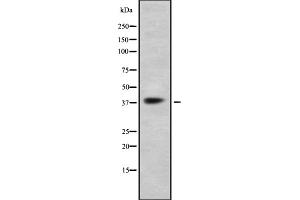 FFAR3 Antikörper  (C-Term)