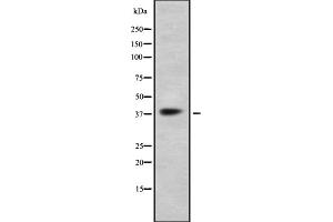 Western blot analysis GPR41 using K562 whole cell lysates (FFAR3 Antikörper  (C-Term))