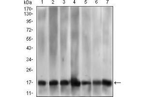 Western blot analysis using MRPL42 mouse mAb against HL7702 (1), HepG2 (2), SMMC-7721 (3), HEK293 (4), HL60 (5), HeLa (6), and Raji (7) cell lysate.