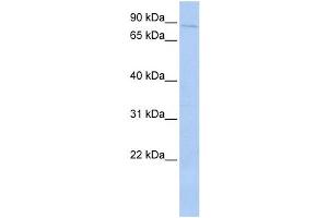 Western Blotting (WB) image for anti-Protein-Kinase, Interferon-Inducible Double Stranded RNA Dependent Inhibitor, Repressor of (p58 Repressor) (PRKRIR) antibody (ABIN2459975)