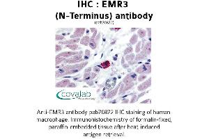 Image no. 1 for anti-Egf-Like Module Containing, Mucin-Like, Hormone Receptor-Like 3 (EMR3) (Extracellular Domain), (N-Term) antibody (ABIN1733996) (EMR3 Antikörper  (Extracellular Domain, N-Term))