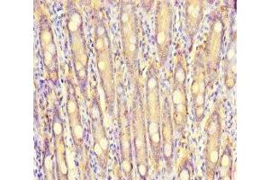 Immunohistochemistry of paraffin-embedded human small intestine tissue using ABIN7166087 at dilution of 1:100 (S100G Antikörper  (AA 1-66))