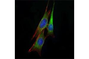 Immunofluorescence analysis of NIH/3T3 cells using anti-ETS1 mAb (green). (ETS1 Antikörper)