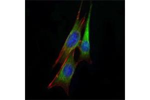 Immunofluorescence analysis of NIH/3T3 cells using anti-ETS1 mAb (green).
