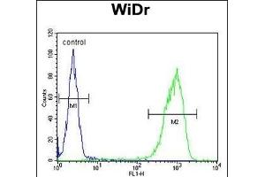 TANK Antibody (Center) (ABIN652041 and ABIN2840515) flow cytometric analysis of WiDr cells (right histogram) compared to a negative control cell (left histogram). (TANK Antikörper  (AA 88-114))