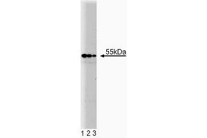 Western blot analysis of PDI on HCT-8 cell lysate. (P4HB Antikörper  (AA 109-214))