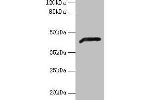 Western blot All lanes: ADH7 antibody at 2 μg/mL + Mouse liver tissue Secondary Goat polyclonal to rabbit IgG at 1/10000 dilution Predicted band size: 42, 43 kDa Observed band size: 42 kDa (ADH7 Antikörper  (AA 1-386))